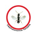 Articolo HPR2573 CEPHALONOMIA TARSALIS - Correlato al Mod. HPR2570 HABROBRACON HEBETOR - Osd gruppo Ecotech srl